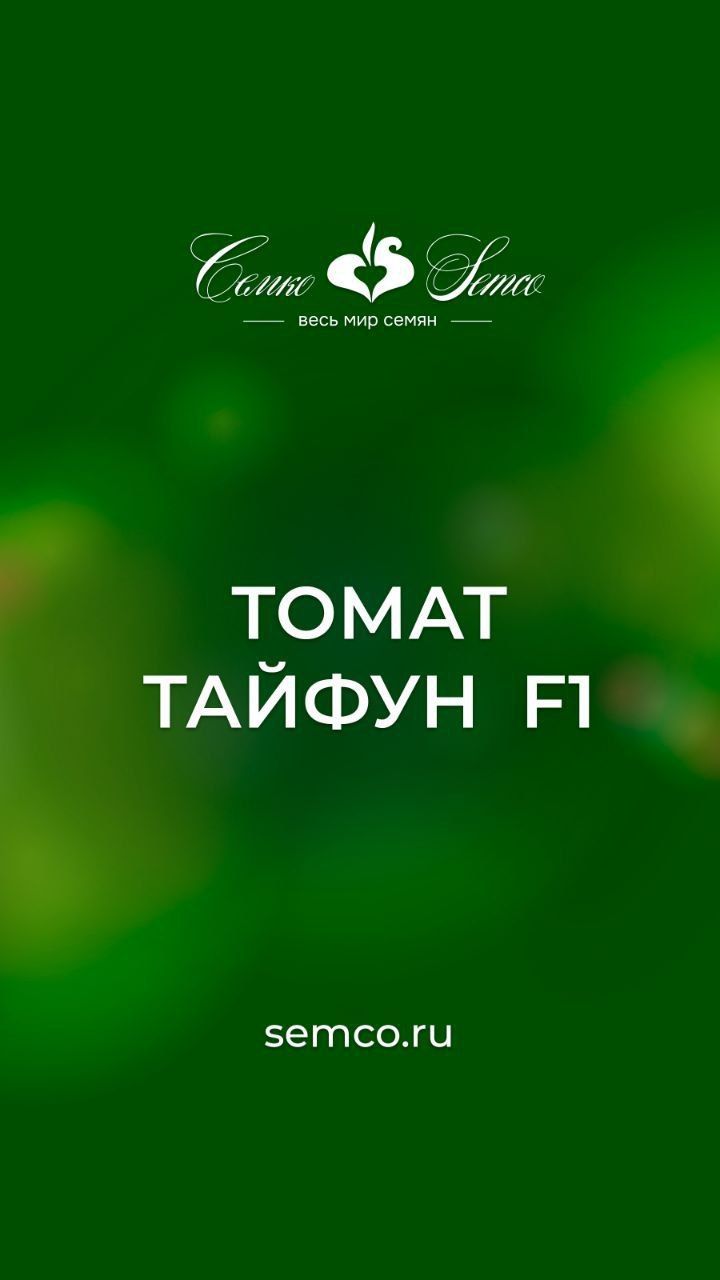 524. Томат ТАЙФУН
