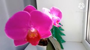 Домашние цветы.