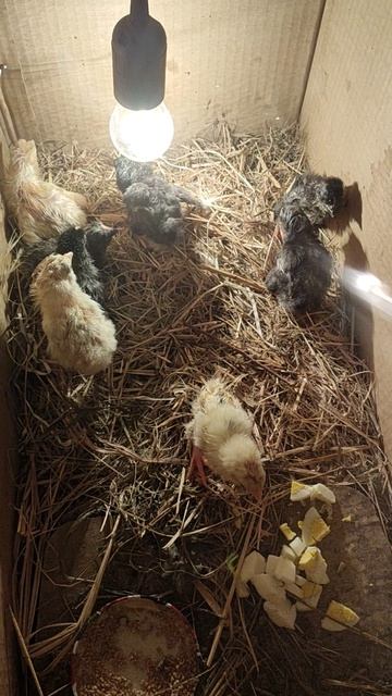 суточные цыплята