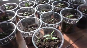 Рассада 13 марта