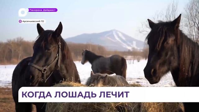 В конном клубе Арсеньева планируется запустить лечебные занятия для детей с ОВЗ