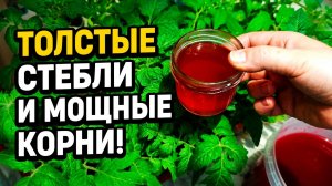 РАССАДУ Подкармливаю НАТУРАЛЬНЫМ Удобрением для сильных корней, толстых стеблей и большого урожая