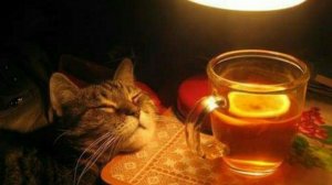 Стрим 🔴 Пипа AND Руся IN Amerika - Послевкусие После ДР Пипоньки!!!!!)