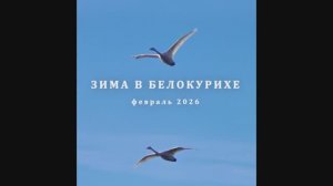 Белокуриха 2026