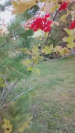 Санаторий "Тесь Солнечный". Калину собирала, а там огромный паук!