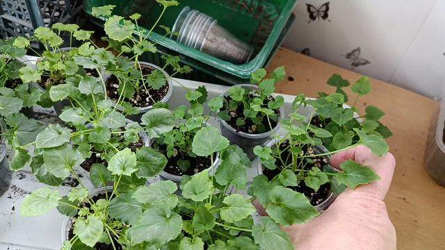 Работа с кампанулами в марте месяце