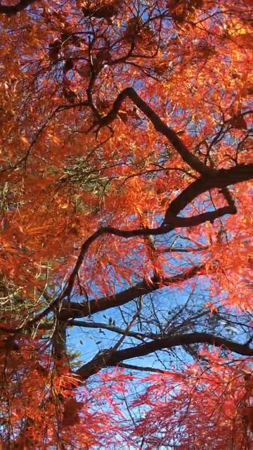 Beautiful Fall Tree _ Long Island, New York lodei