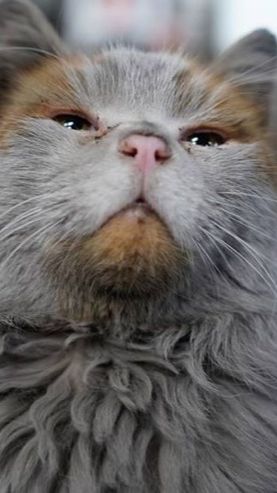 Когда по ночам слышу вопли котов