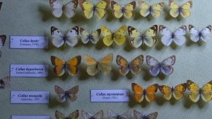 Музей «Природа Белогорья» в НИУ «БелГУ»