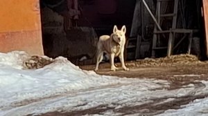В очередной раз а гости к Абраму (Ибрагиму) Петровичу Ганнибалу /Часть Вторая - В закромах. (2026)