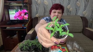 ПРАВИЛА УСПЕШНОГО ПОСЕВА НИЗКОРОСЛЫХ ТОМАТОВ!!