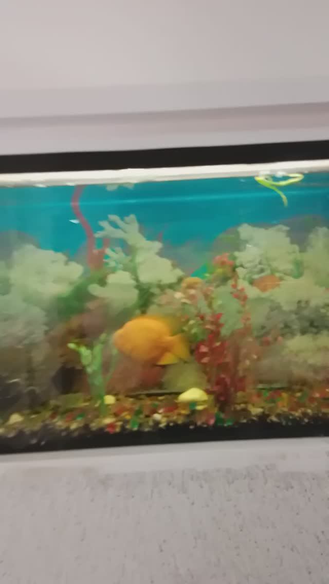 Санаторий Тесь Солнечный. Процедуры. Аквариум.