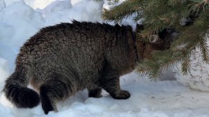 Дневник лесного кота Барсика: 13-03-2026, пятница 13-е