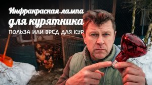 Инфракрасная лампа в курятнике: мифы и реальная польза 🐓💡