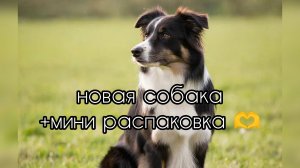 новая собака +мини распаковка 🫶