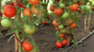 ПОСЕВЫ 2026-71. Томат Толстый Джек поспеет в теплице первым! №175.