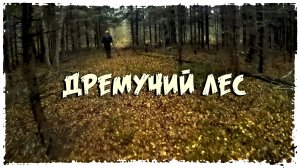 ПОИСКИ КЛАДОВ "ДРЕМУЧИЙ ЛЕС"