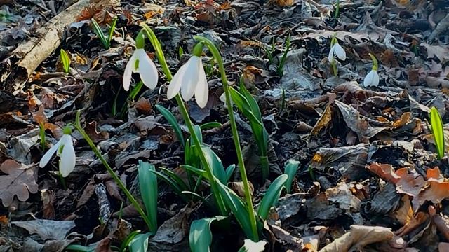 Крым 2026 утопает в подснежниках. Весна пришла с цветами.Горный ручей в лесу многоводный.