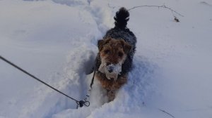 Вельш терьеры встречают Весну-2026