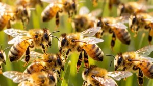 все пчёлки понесли пыльцу #пчелрводство