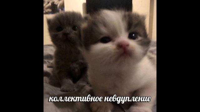 новый мем 13.03.2026