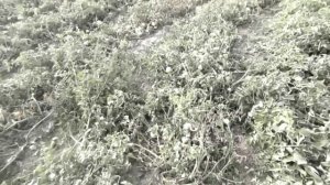 В Азербайджане ШОК! Фермеры Терпят Убытки. Никто не Ожидал Потери Превысили 7 Миллиардов