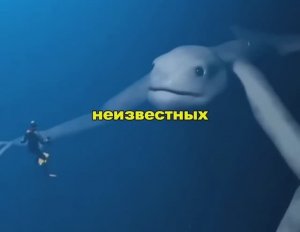 Какой-то монстр у берегов Австралии поедает гигантских рыб