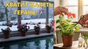 Стригу ГЕРАНЬ налысо! ✂️ Секрет пышного цветения в марте.