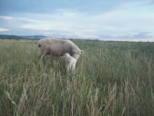 Ягнёнок новорожденный и мамочка - овца и  большая свинья.