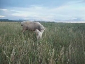 Ягнёнок новорожденный и мамочка - овца и  большая свинья.