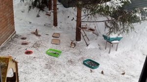 пятница в диком зоопарке