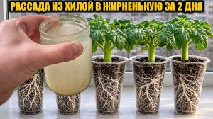 За 2 дня у ТОМАТОВ стебель толще пальца и мощные корни! Поливаю этим всю рассаду!
