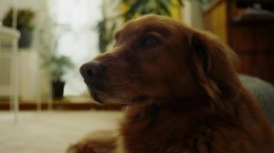 Моющий пылесос SE 2 Spot