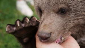 Трех осиротевших медвежат спасли в Свердловской области