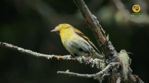 Заповедники РФ. Анонс. Канал В Мире Животных