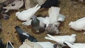 Ленинаканские голуби Армена город Анапа все вопросы по телефону+7 961 501-04-47