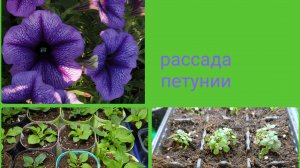 Рассада петунии, март 2026
