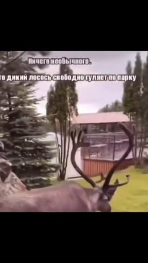 Дикий лосось и гусь