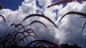 МИЛАЯ, ЕДИНСТВЕННАЯ, НЕЖНАЯ