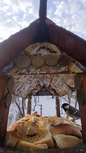 1000011913.mp4Жизнь кормушки.13.03.2026г.