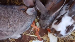 Мои милые животные/Хозяйство/Кролики/Вьетнамские поросята.