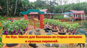 Ли Фук.Место для баклажан из старых автошин и красных кирпичей.