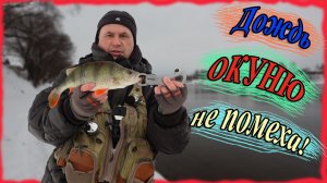 Дождь окуню не помеха! Микроджиг зимой