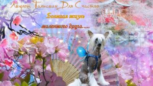 Большая жизнь маленького друга.