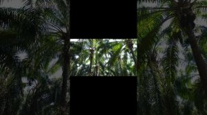 невероятно красивая природа.mp4