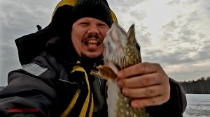 ловил щуку на жерлицы, а  ко мне пришёл лось