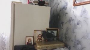 О больном голубе и немного о СМЕРТИ МОЕГО СЫНА.