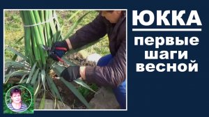 Уход за юккой весной. Сделайте это уже сейчас.