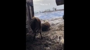 Массовый убой продолжается.   Осторожно, жуткие кадры.