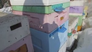 пчеловодство с минимумом осмотров - 1 - работа в марте, ставлю магазин под мед , 13.03.2026